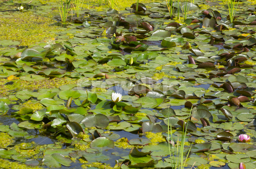 연꽃,연못,꽃,여름,물가,꽃잎,beauty,여름꽃,summer,petal,lotus,flower,leaf,leave,lake,pond,nirvana,해탈,열반,blossom,bloom,풍경,풍경사진,감성,감성사진,정취