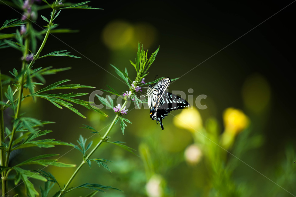호랑나비,자연,야생화,나비,들꽃,식물,자연,plants,nature,동물,animal,곤충,벌레,insect,bug