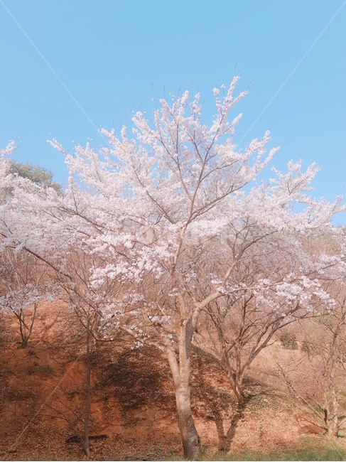 봄,벚꽃,나무,파스텔,자연