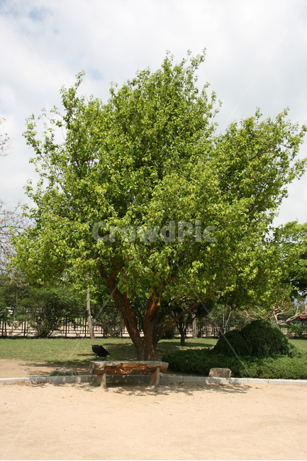한국,나무,잎,하늘,푸른나무,초록,바람,식물,자연,plants,nature,나무,trees,wood