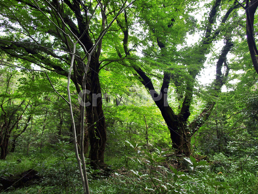 숲,숲길,사려니숲길,제주,자연림,휴양림,힐링,명소,비경,나무,풍경,자연,tree,plant,식물,tree trunk,나무 줄기