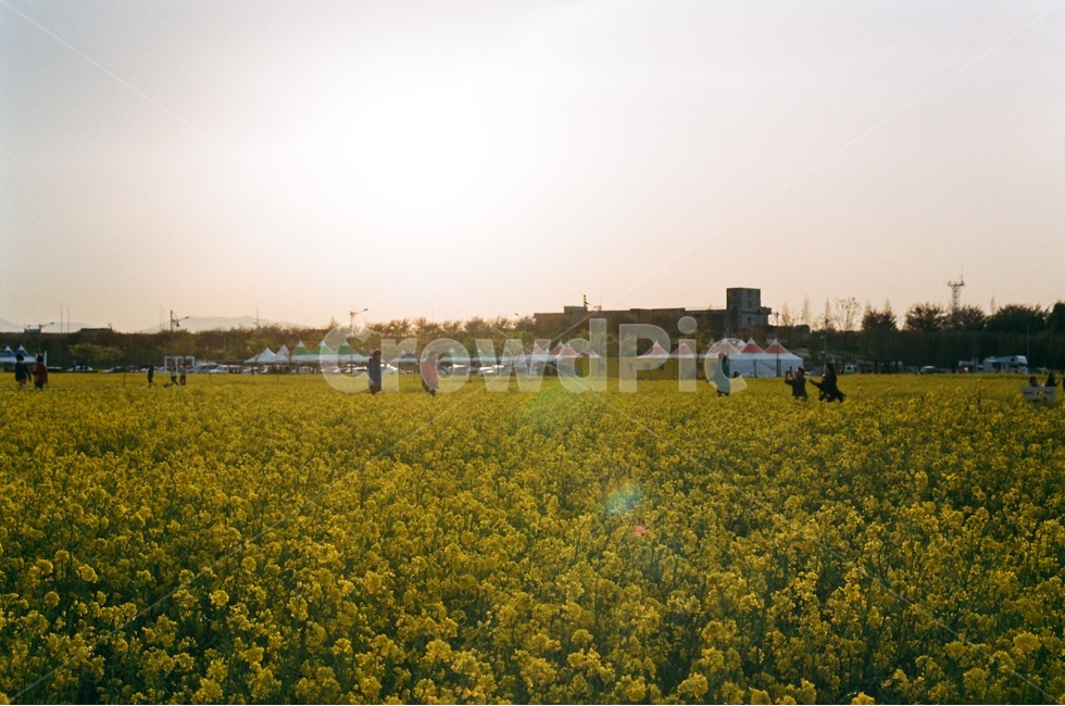 부산,대저생태공원,유채꽃,대저생태공원유채꽃축제,Film,Filmcamera,필름카메라,필름,감성사진,필름감성,봄,계절,spring,season,자연,풍경,nature,landscape,한국자연풍경,한국자연경관,korea nature landscape,grassland,목초지,outdoors,옥외,field,들,farm,농장,rural,농촌,meadow