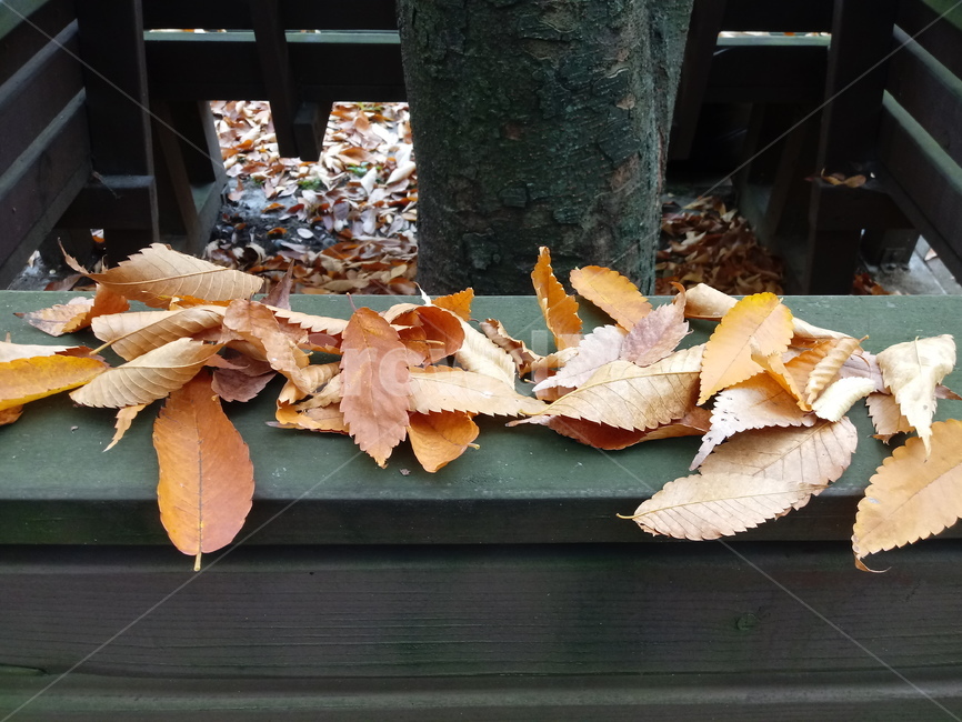 가을,가을서정,감성,낭만,plant,낙엽,단풍,leaves,나뭇잎,식물,자연,maple,fallautumnseason,옥외,outdoors,의자,나무,tree