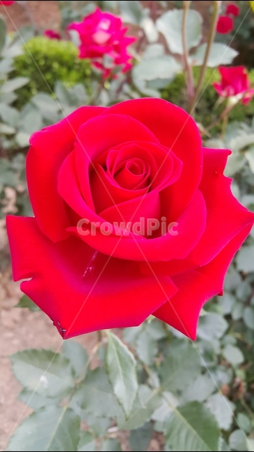 붉은장미,빨간장미,장미축제,꽃향기,장미공원,식물,자연,plants,nature,꽃,flower