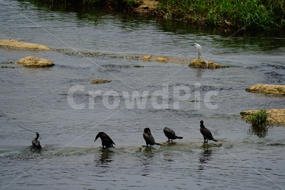 가마우지,철새,백로,새,조류,동물,bird,animal,풍경,자연,nature,landscape,하천,강,river,여름,summer,water,식물,습지,물풀,이파리,바위,돌,경기도,동두천,birds,여행,travel,감성,감성사진,힐링,힐링사진,경기북부,야생,들새,경치,스냅,스냅사진,스넵,스넵사진,snap,한국의자연,한국풍경,동물,animal,조류,새,birds