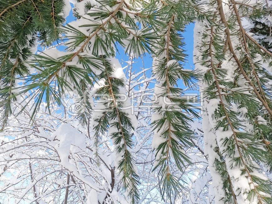 설경,눈오는날,상록수,snowing,겨울,호수,설산,겨울,계절,winter,season