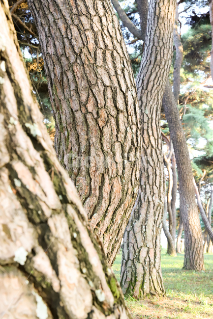 plant,식물,tree,나무,숲,grove,pinetree,소나무,나무줄기,treetrunk,식물,자연,plants,nature,나무,trees,wood