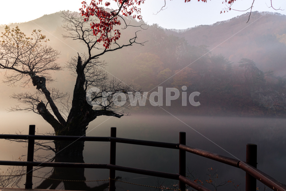 주산지,저수지,가을,단풍,물안개,안개,자연,풍경,nature,landscape