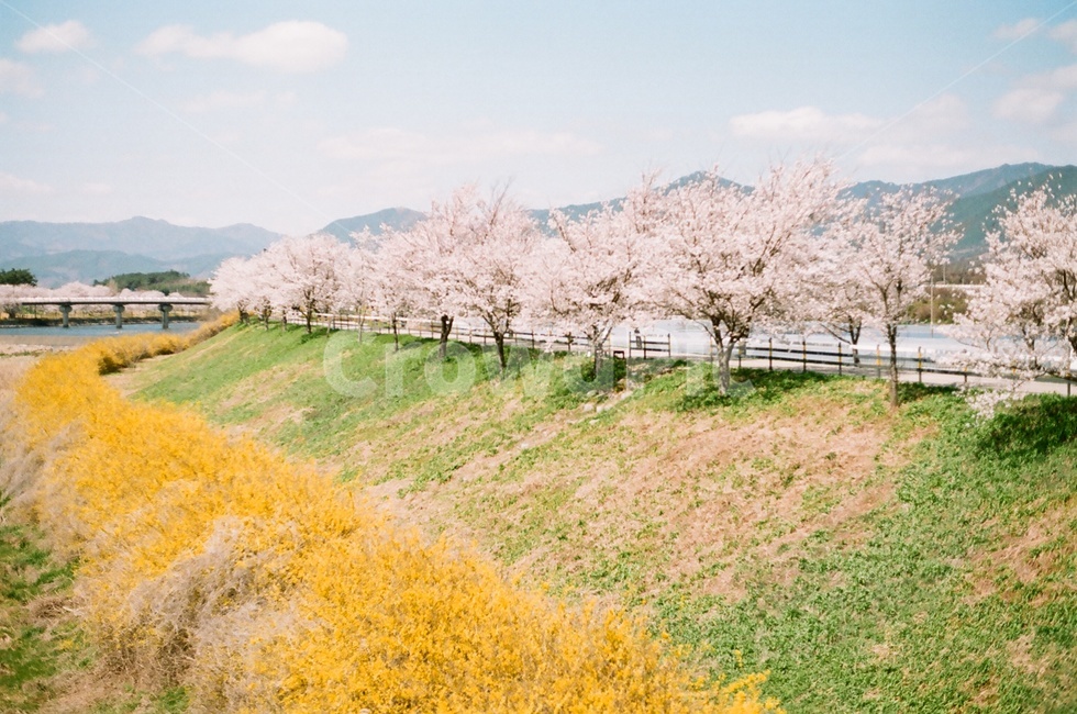 봄,벚꽃,벚꽃나무,파란하늘,구름,봄꽃,cherryblossoms,cherryblossom,spring,봄,계절,spring,season,자연,풍경,nature,landscape,한국자연풍경,한국자연경관,korea nature landscape,plant,식물