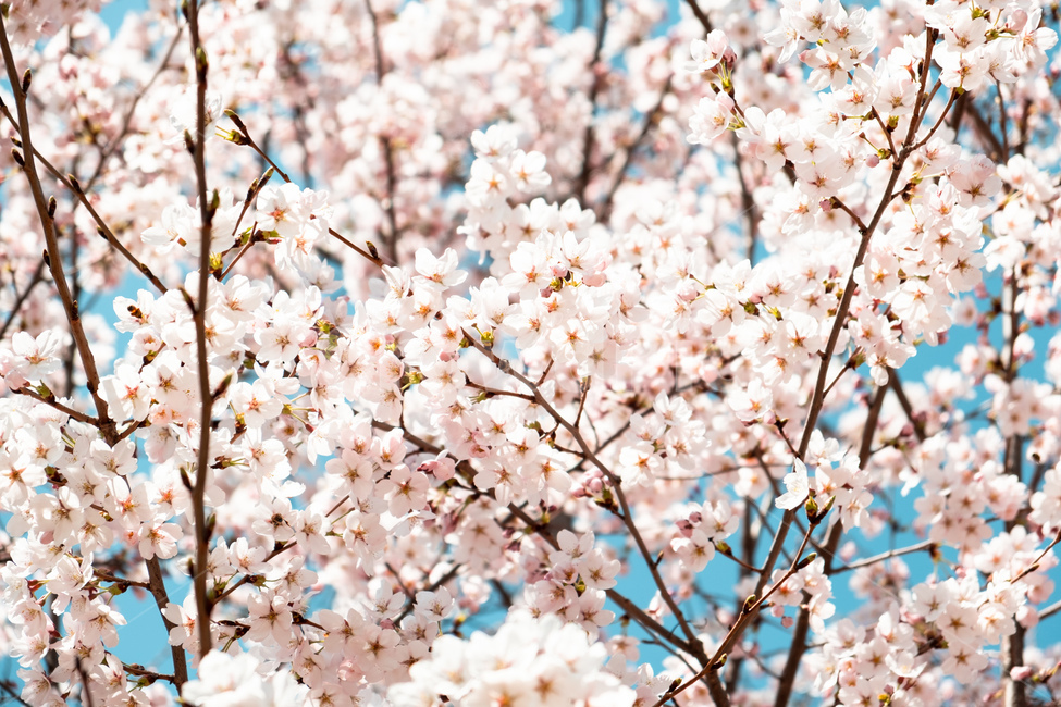 봄,벚꽃,벚꽃나무,꽃,flower,cherryblossom,spring,자연,감성사진,봄,계절,spring,season,plant,식물,blossom