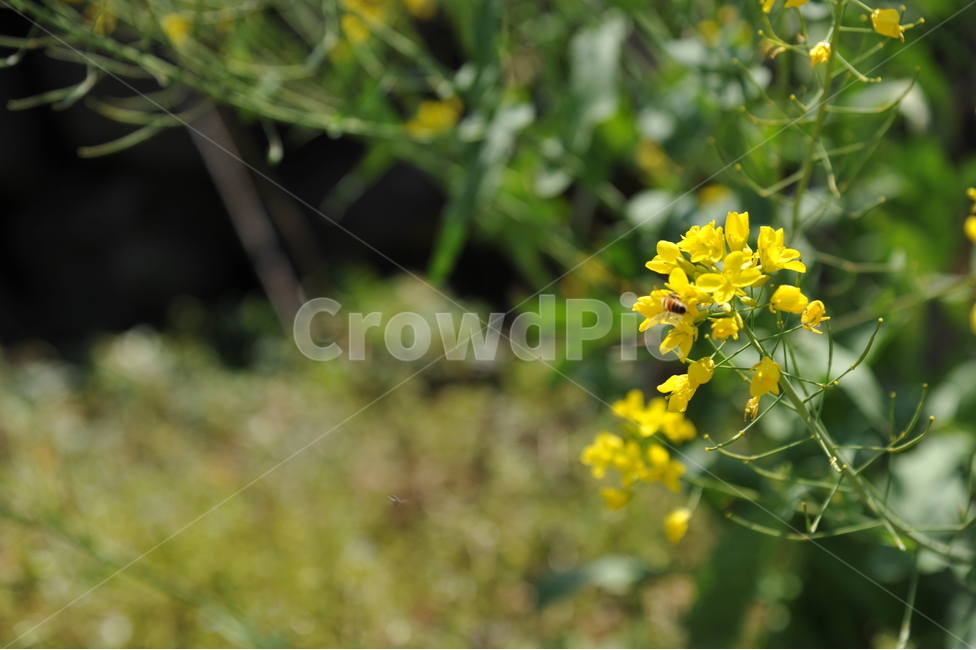 제주도,개나리,봄,노란꽃,제주도개나리,식물,자연,plants,nature,꽃,flower