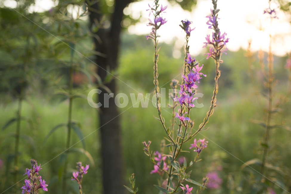 부처꽃,자연,꽃,flower,plant,식물,식물,자연,plants,nature