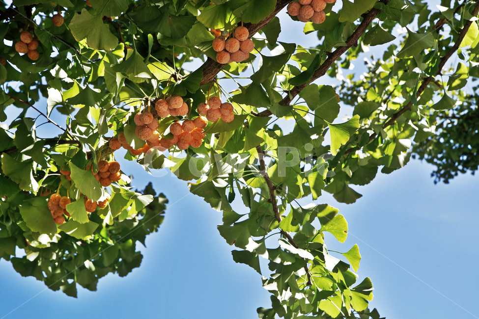 은행나무,은행,가을,결실,행자목,교목,가로수,가을,계절,fall,autumn,season,plant,식물,food,음식,fruit,과일