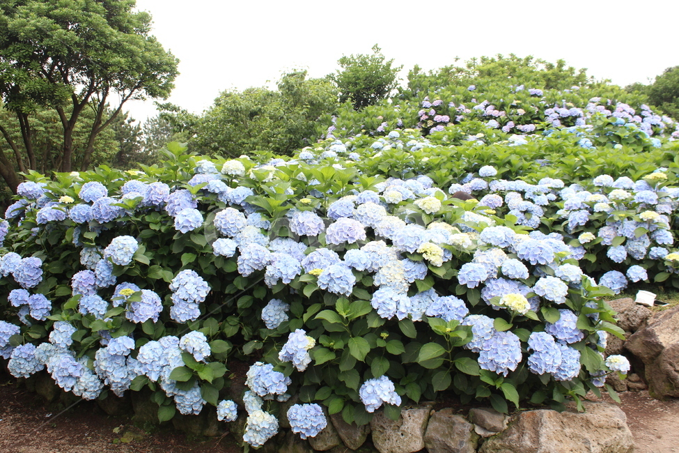 꽃,수국,연꽃,제주도꽃,도깨비,도깨비꽃,축제,6월의꽃,6월,자연,풍경,nature,landscape,식물,plants,꽃,flower,geranium,제라늄,plant,blossom