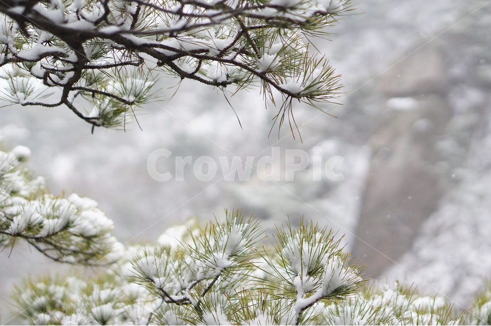 용봉산,겨울,눈,풍경,소나무,눈송이,겨울,계절,winter,season,식물,자연,plants,nature