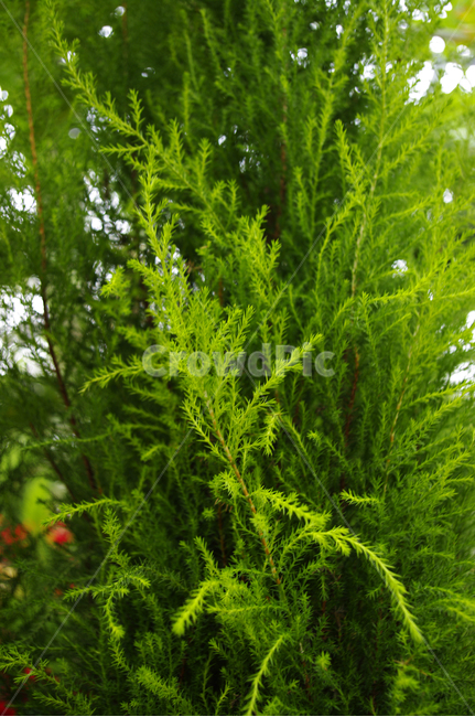 나무,식물,plant,율마,초록,식물,자연,plants,nature