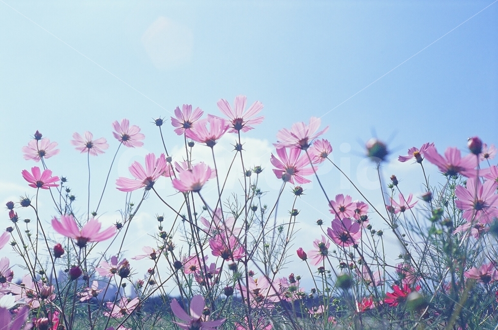 코스모스,가을,꽃,가을꽃,코스모스꽃,필름사진,가을,계절,fall,autumn,season,식물,자연,plants,nature,꽃,flower,감성,sensible,feeling,petal,꽃잎,plant,blossom,spring,봄