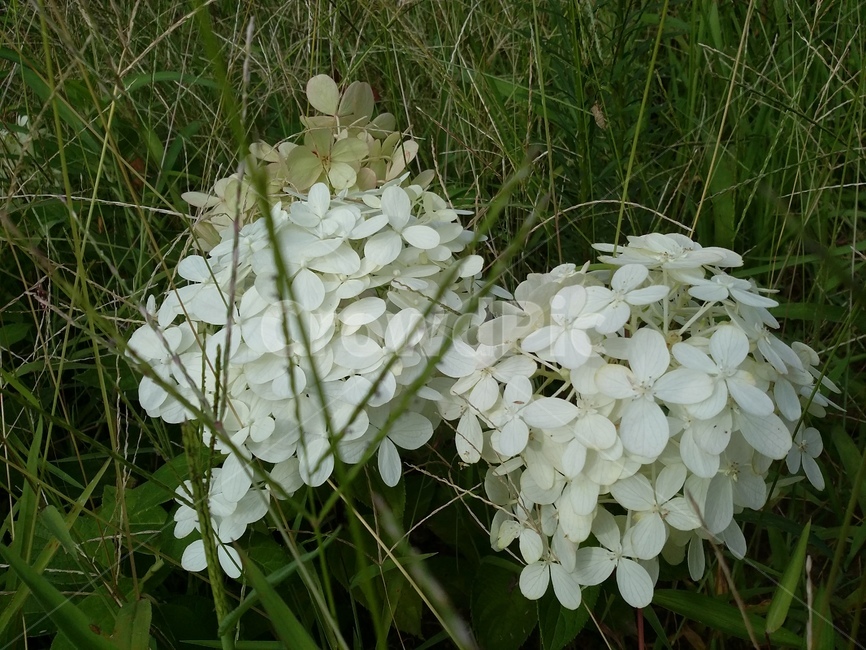 flower,꽃,식물,plant,자연,풀,식물,자연,plants,nature,꽃,flower