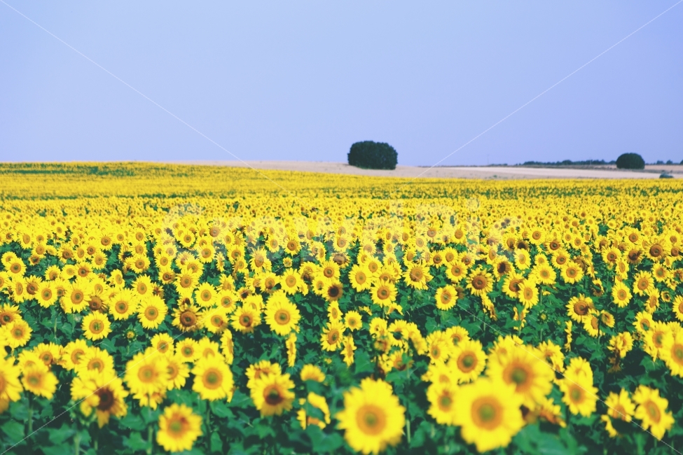 해바라기,해바라기밭,girasol,sunflower,스페인,spain,산티아고순례길,자연,풍경,nature,landscape,여름,계절,summer,season,식물,plants,꽃,flower,감성,sensible,feeling,색깔,색상,색채,색감,color sense,color sensitivity,feeling of color