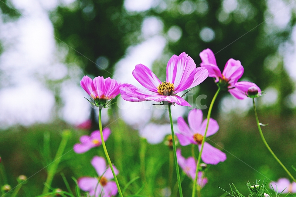 코스모스,꽃,꽃잎,들꽃,식물,가을꽃,가을,공원,자연,식물,자연,plants,nature,꽃,flower