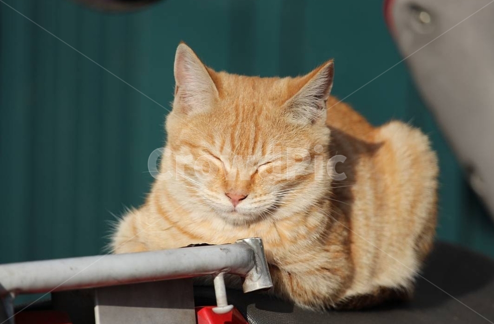 고양이,길고양이,길냥이,코숏,cat