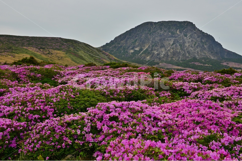제주,한라산,한라산봄,한라산철쭉,철쭉꽃,봄,계절,철쭉,영실,윗세오름,plant,식물,nature,outdoors,옥외,hill,언덕,경치,경관,풍경,비경,제주봄,자연,풍경,nature,landscape