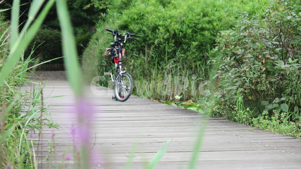 일산호수공원,라이딩,호수공원,가을,자전거,자연,풍경,nature,landscape,bike,transportation,교통,bicycle,vehicle,차량,wheel,바퀴,machine,기계
