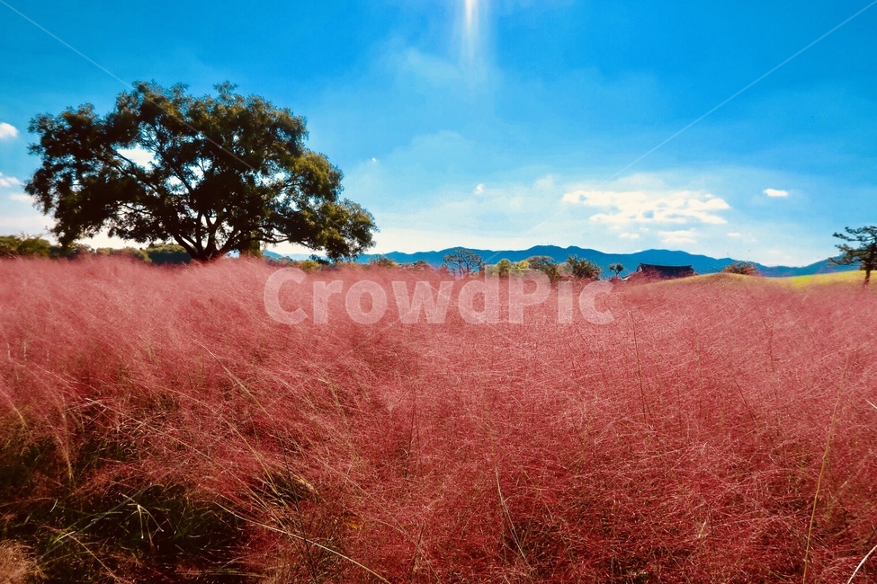경주,자연,가을,하늘,들판,분홍,핑크뮬리,식물,나무,nature,autumn,fall,sky,field,pink,pinkmuli,plants,tree,자연,풍경,nature,landscape,outdoors,옥외,들