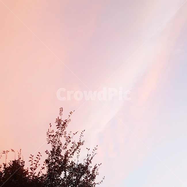 분홍하늘,보라하늘,하늘,저녁,노을,가을,자연,풍경,nature,landscape,silhouette,실루엣