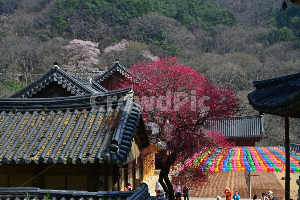 outdoors,옥외,architecture,건축물,building,건물,plant,식물,구례,화엄사,사찰,절,불교,연등,부처님오신날,유적지,문화재,경치,경관,풍경,홍매화,흑매,화엄사홍매화