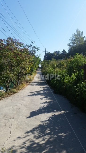 시골,길,숲,시골길,골목길,countrylane,country,trail,abackroad