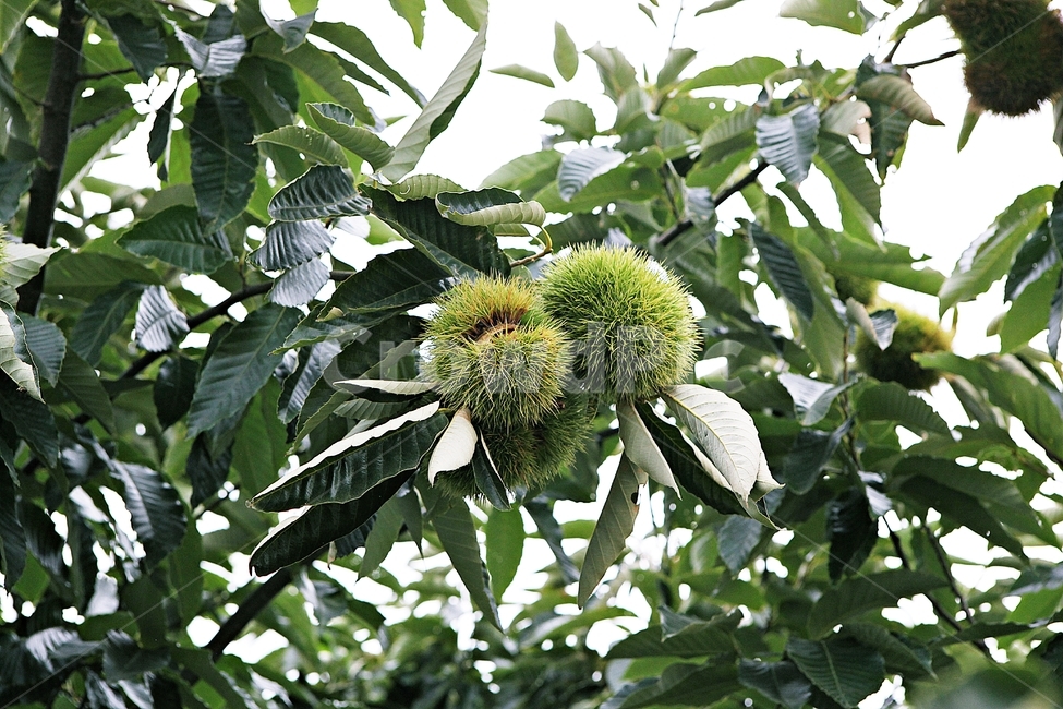 밤송이,밤,밤나무,나무,식물,자연,잎,밤나무잎,과일,열매,fruit
