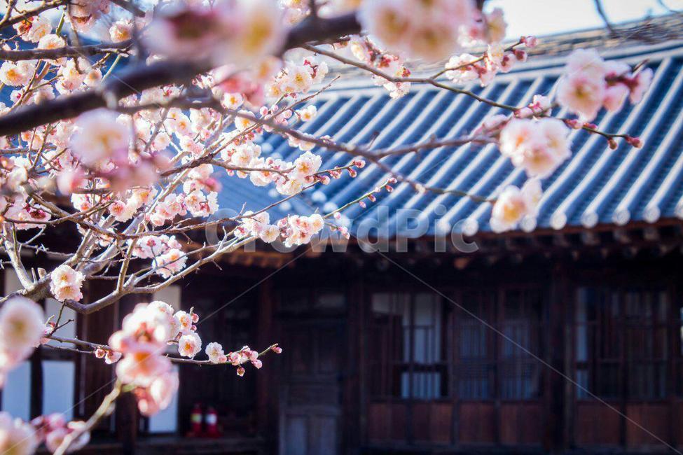 spring flowers,spring,koreanhouse,Hanok,apricot flower,flower