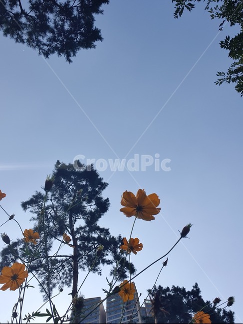 식물,나무,tree,잎,leaf,노랑색