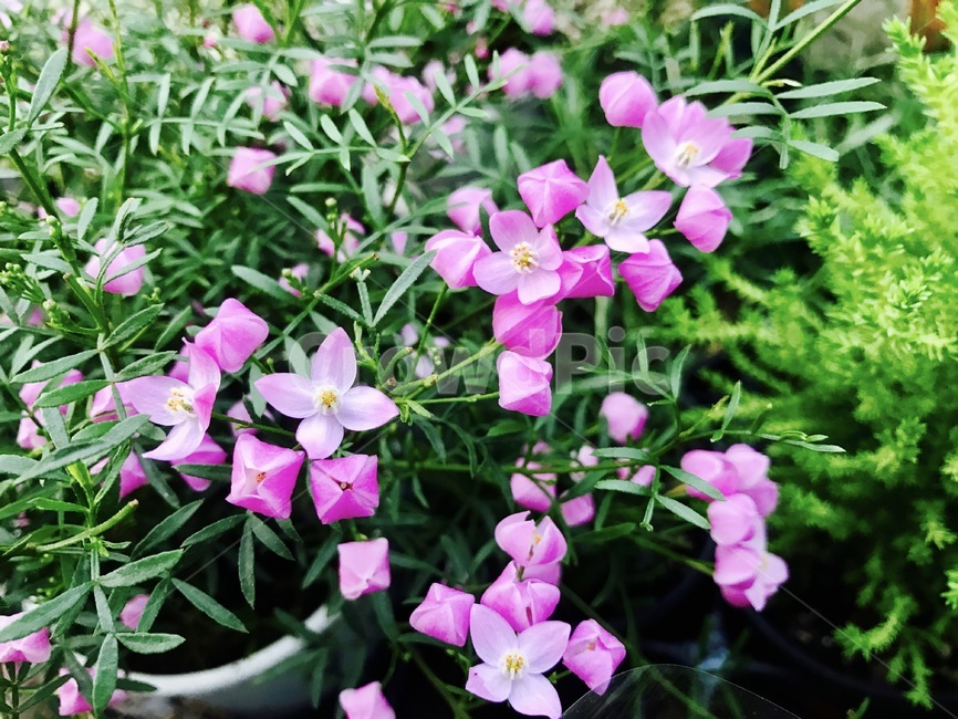 nature,flower bud,flower closeup,pink flower,flower