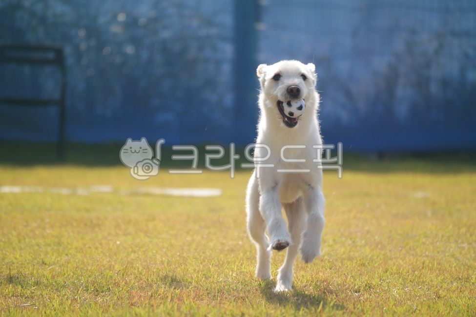 개,강아지,흰개,공놀이,놀이,공,흰색,잔디,풀,하얀색,반려견,반려동물,애완견,포유류,털,동물,dog,mammal,animal,pet,whitedog