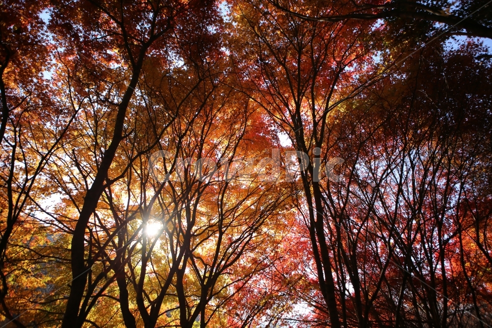 단풍,자연,나뭇잎,노랑,가을,숲,겨울,계절,winter,season,자연,풍경,nature,landscape,식물,plants,나무,trees,wood,tree,plant,light,빛,flare,플레어