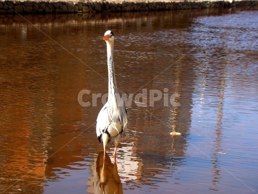 학,조류,새,bird,왜가리,불광천,동물,animal,조류,새,birds