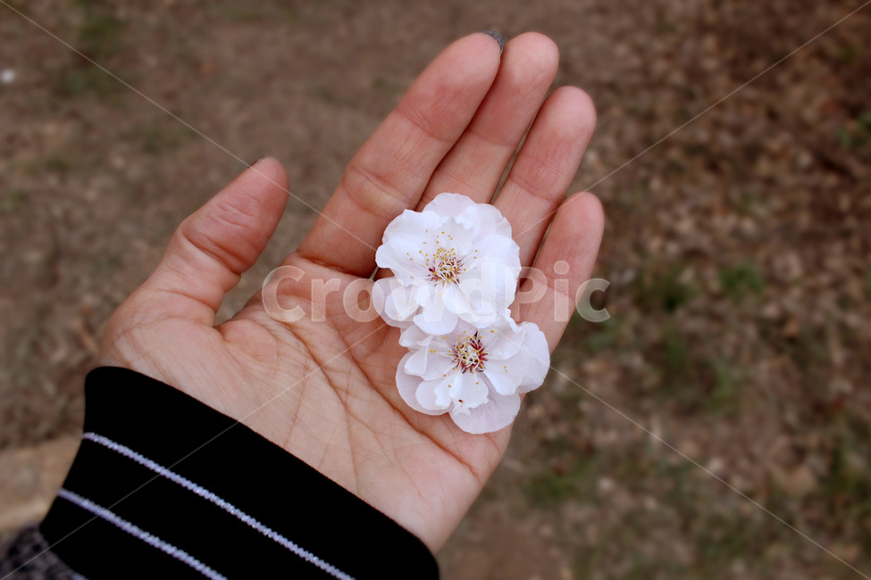 봄,산수유,꽃,나들이,힐링,꽃,flower