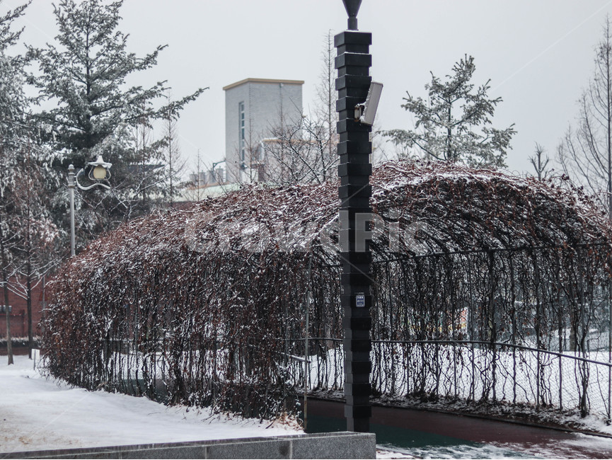 눈,겨울,공원,넝쿨,흐린날,첫눈,눈맞은넝쿨,snow,winter,겨울,계절,winter,season,자연,풍경,nature,landscape,tree,나무,plant,식물,fir,전나무,outdoors,옥외