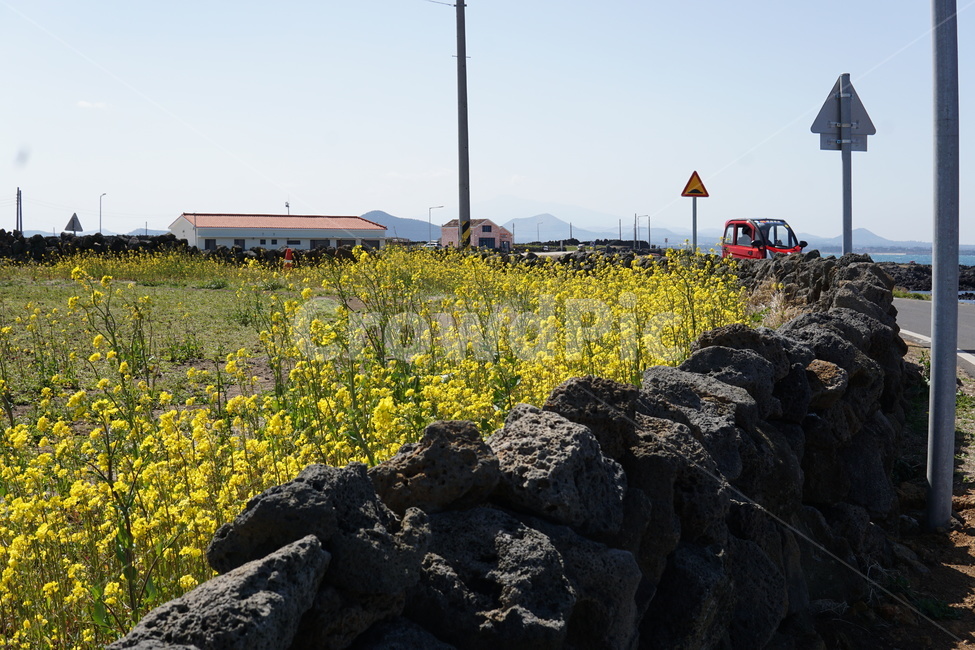돌담,유채,노랑,우도,봄,봄,계절,spring,season,제주도,jeju,jeju island