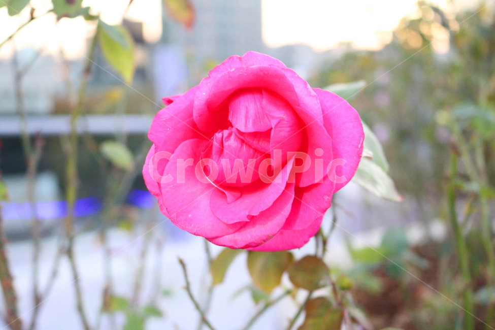 장미,꽃,장미꽃,나무,식물,원예종,관상용,식물,자연,plants,nature,꽃,flower