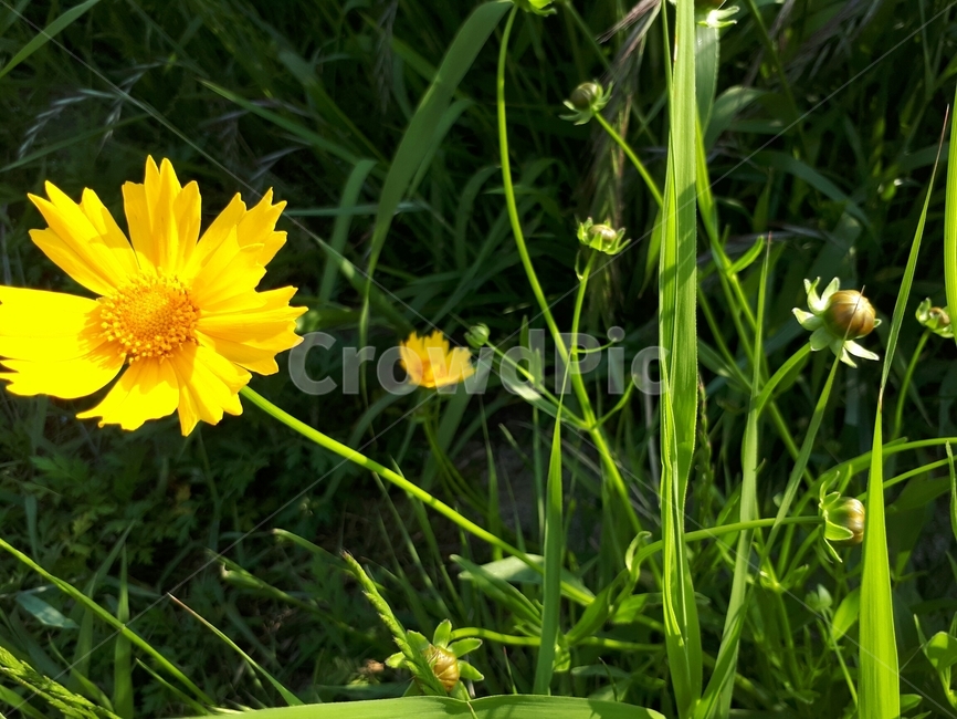 노란,꽃,꽃밭,들판,봄,자연,풀잎,식물,자연,plants,nature,꽃,flower