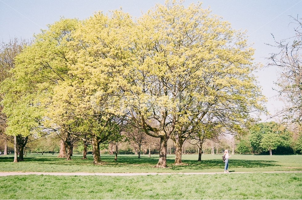 봄,풍경,자연,나무,공원,감성,초록,맑음,영국,유럽,런던,landscape,park,europe,london,uk,자연,풍경,nature,landscape,식물,plants,나무,trees,wood,감성,sensible,feeling,휴식,힐링,rest,relaxation,healing,tree,plant,tree trunk,나무 줄기