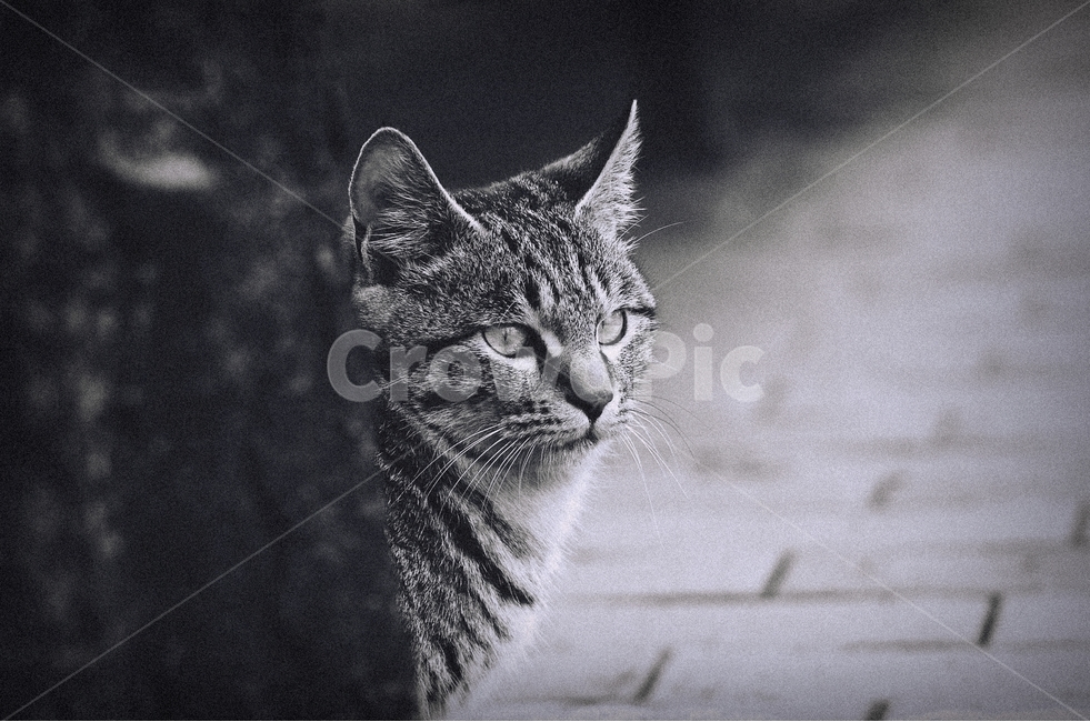 길냥이,고양이,반려묘,기다림,산책,공원,동물,animal,포유류,mammal,고양이,cat,kitten,kitty,감성,sensible,feeling,흑백,모노톤,monochrome,black and white