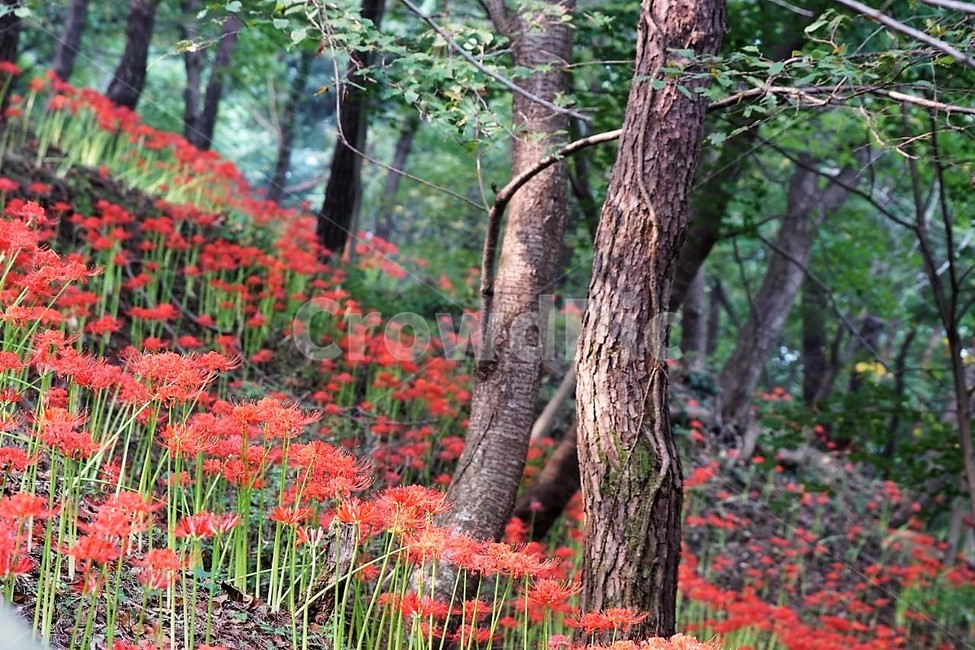 꽃,상사화,꽃무릇,자연,식물,가을,붉은꽃,flower,함평,용천사,nature,나무,식물,자연,plants,nature,꽃,flower,나무,trees,wood