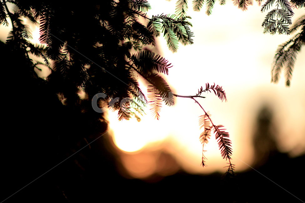 역광,나무,그림자,나무잎,노을,분위기,따듯,식물,자연,plants,nature