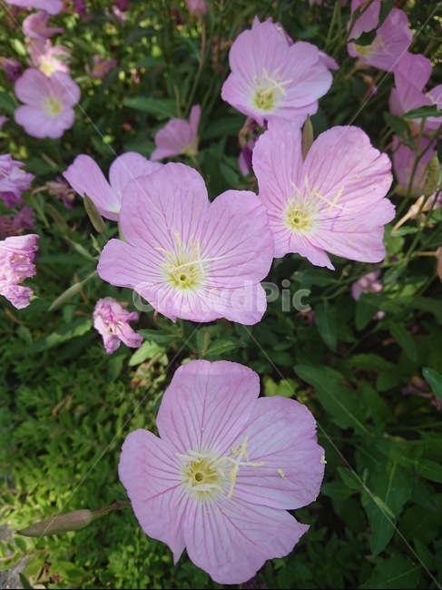 blossom,plant,식물,geranium,꽃,식물,자연,plants,nature,꽃,flower
