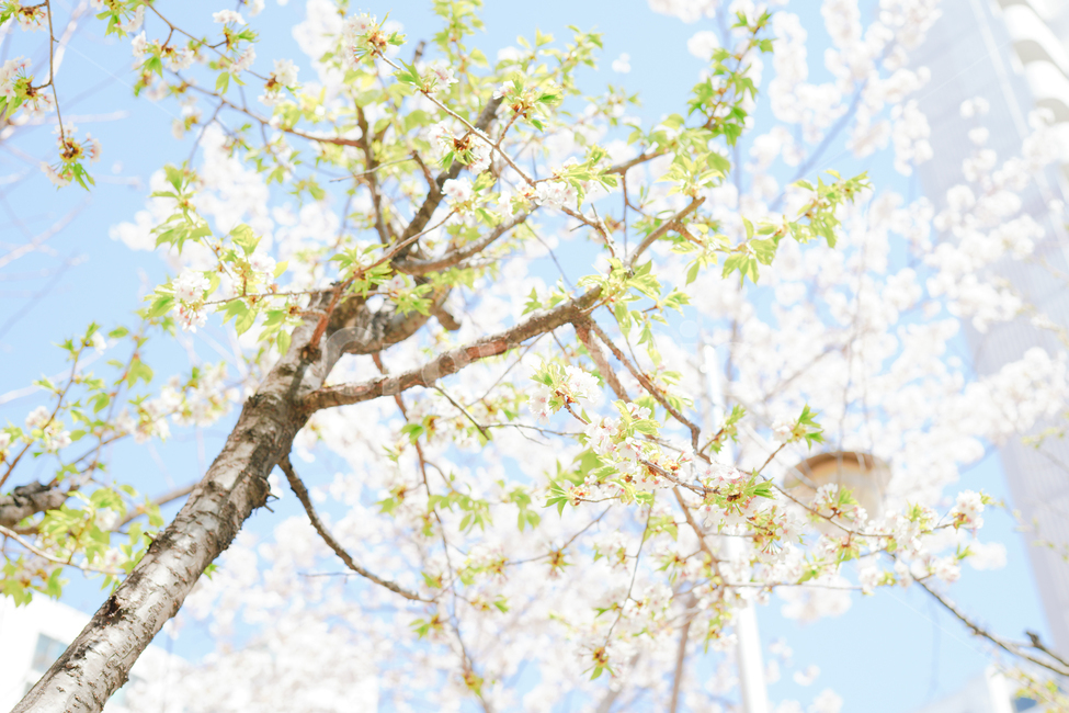 생기,생기돋는,꽃,벚꽃,봄,초록,나무,화사한,flower,plant,tree,spring