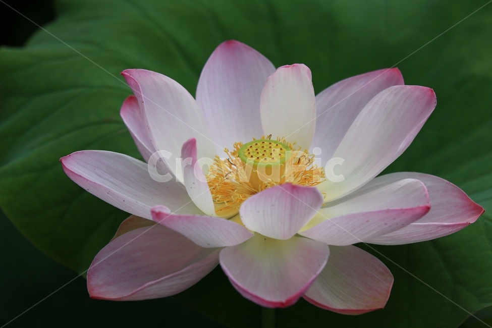 연꽃,연,백련,홍련,부여,궁남지,꽃,flower,식물,자연,plants,nature,꽃,flower
